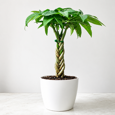 Pachira Money Tree (with Pot)