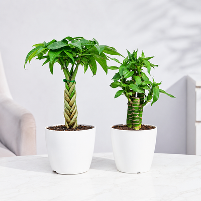 Vastu Prosperity Duo