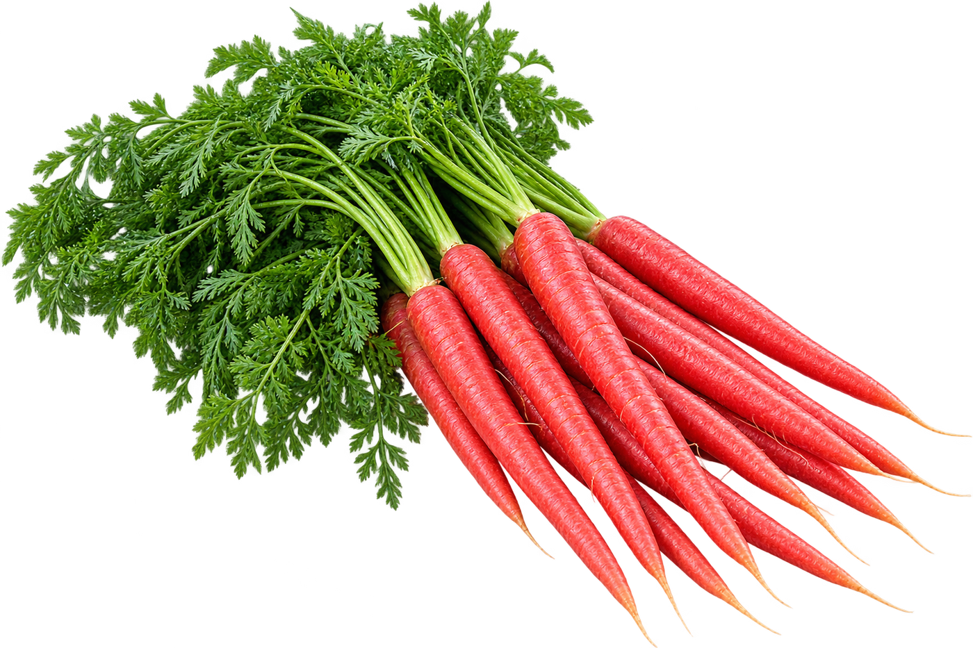 Carrot Red Long Vegetable Seeds | 1000–1500 Seeds