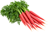 Carrot Red Long Vegetable Seeds | 1000–1500 Seeds