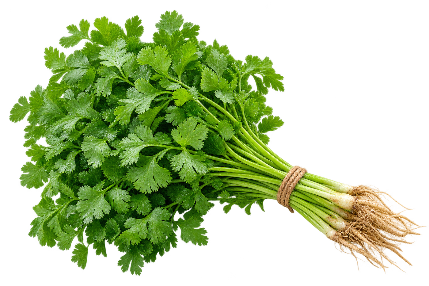 Coriander Vegetable Seeds | 600–1000 Seeds