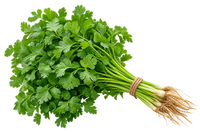 Coriander Vegetable Seeds | 600–1000 Seeds