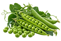 Pea Vegetable Seeds | 50–100 Seeds
