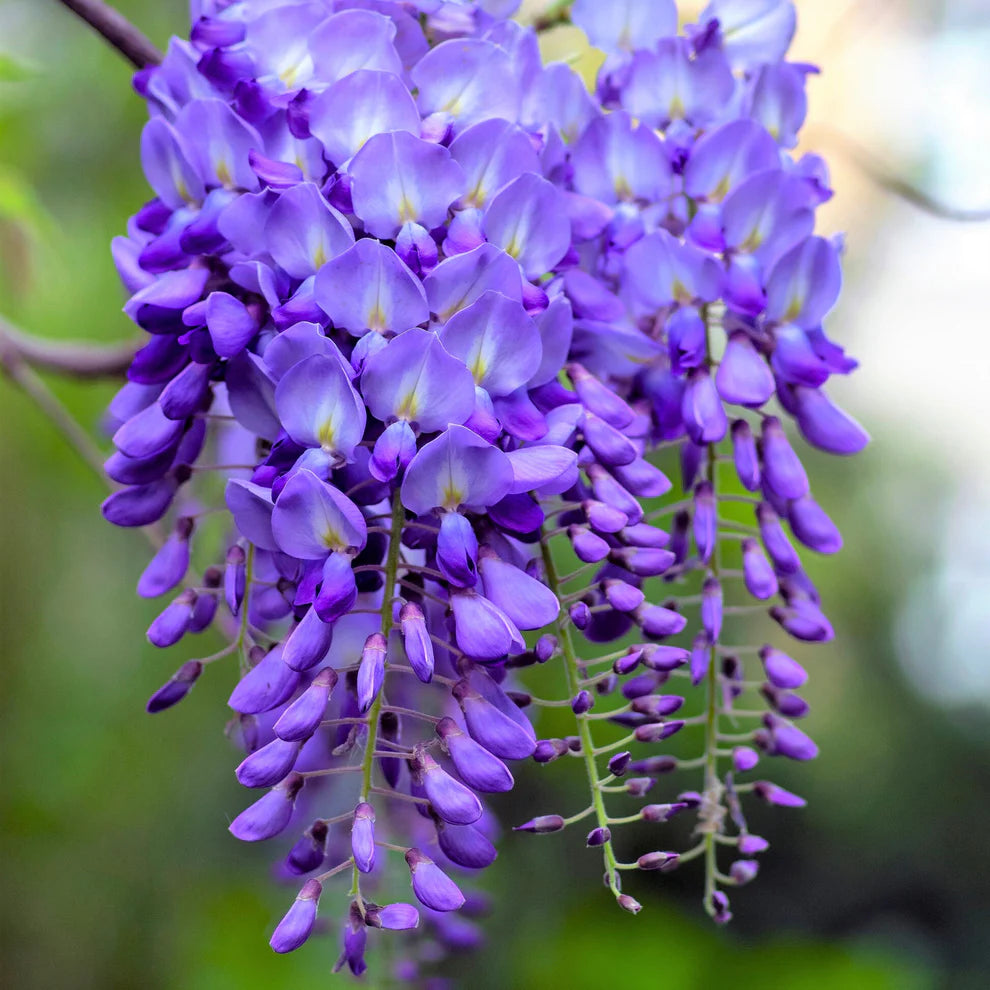 Japanese Wisteria Plant