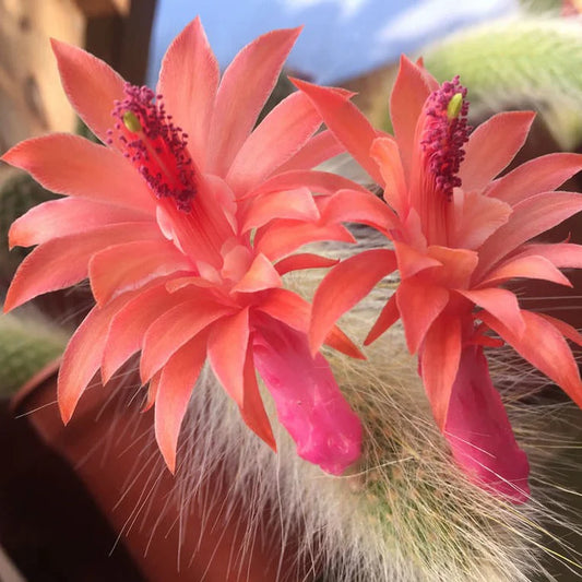 Monkeys Tail Cactus Plant (Cleistocactus Winteri)