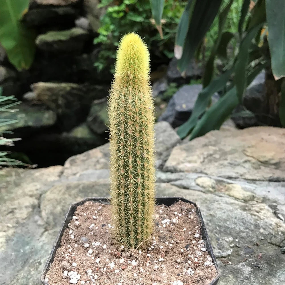 Monkey's Tail White Spines Cactus (Imported) Bare Rooted