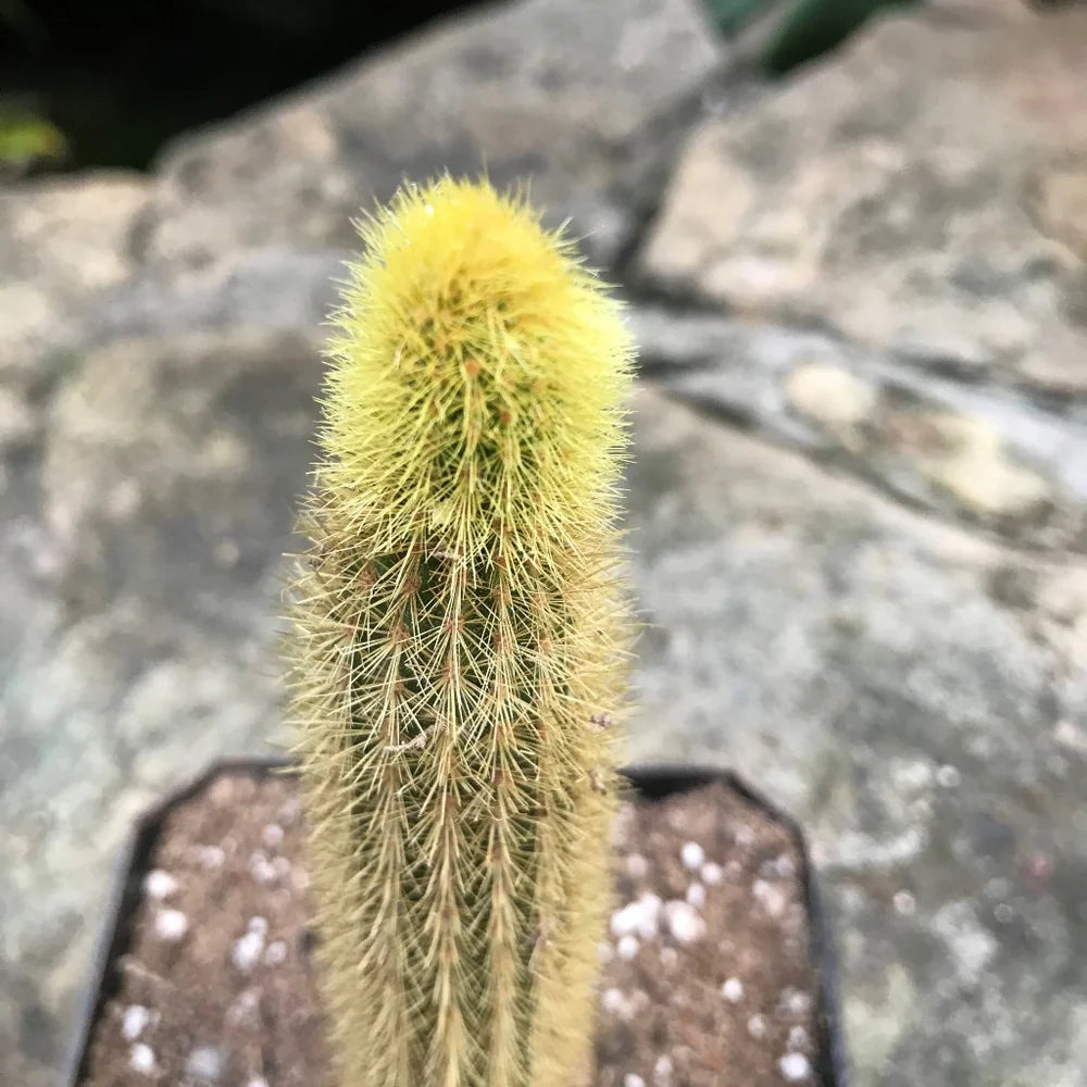 Monkey's Tail White Spines Cactus (Imported) Bare Rooted