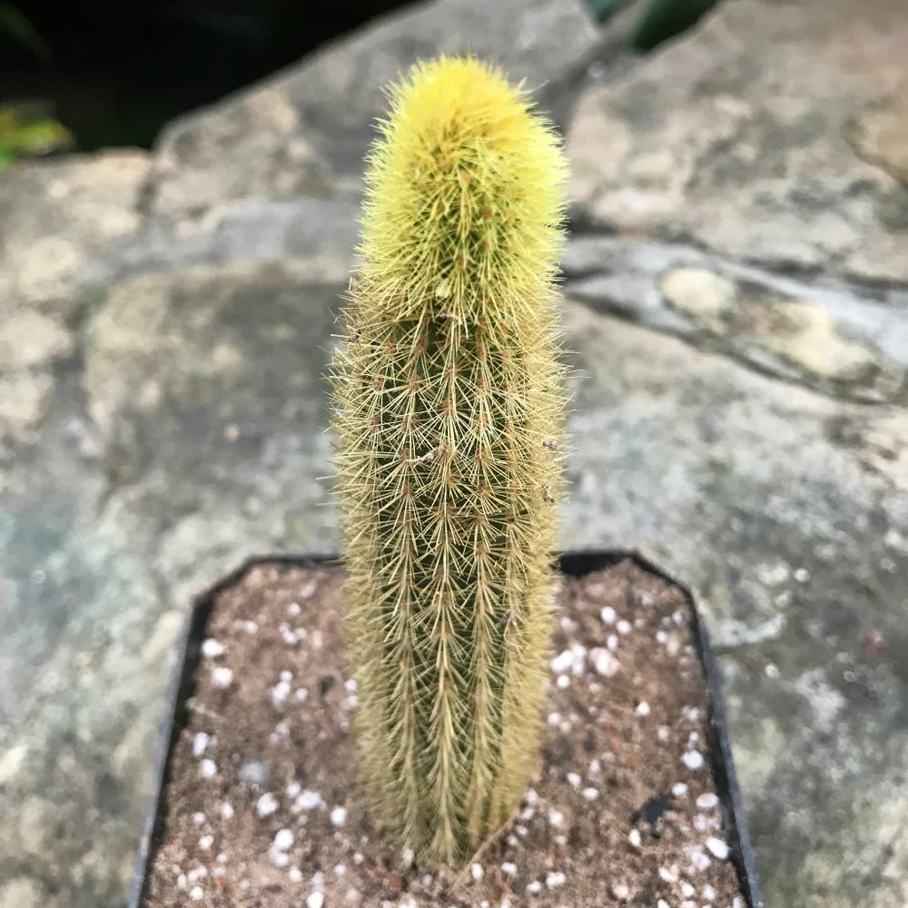Monkey's Tail White Spines Cactus (Imported) Bare Rooted