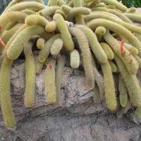 Monkey's Tail White Spines Cactus (Imported) Bare Rooted