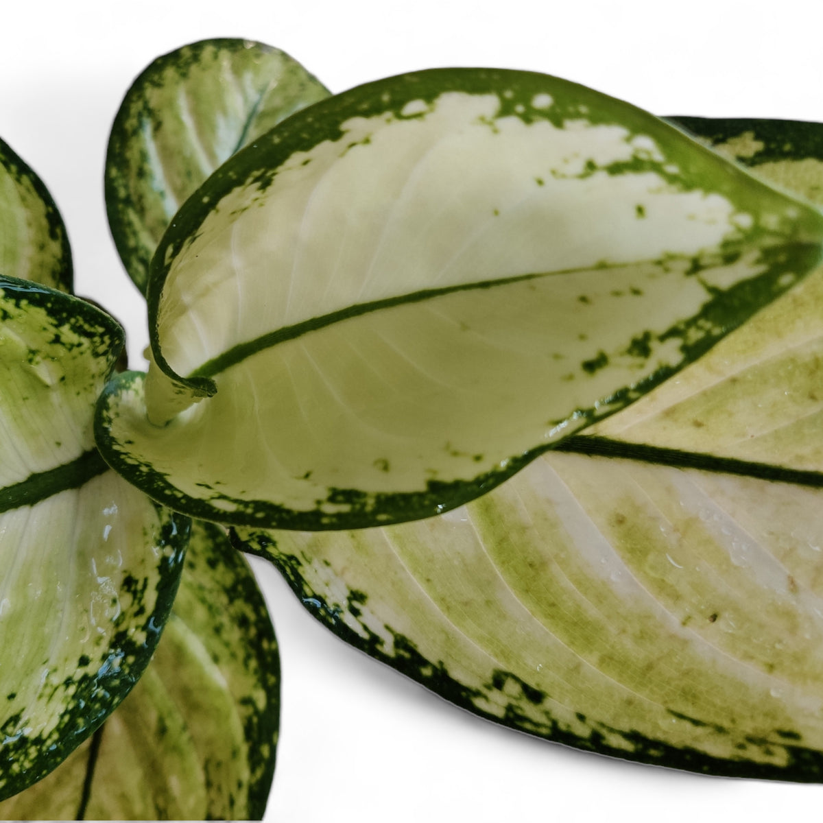 Aglaonema Thai Snowwhite - plant store® 
