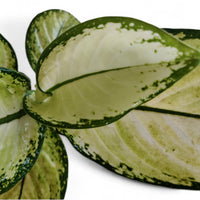 Aglaonema Thai Snowwhite - plant store® 