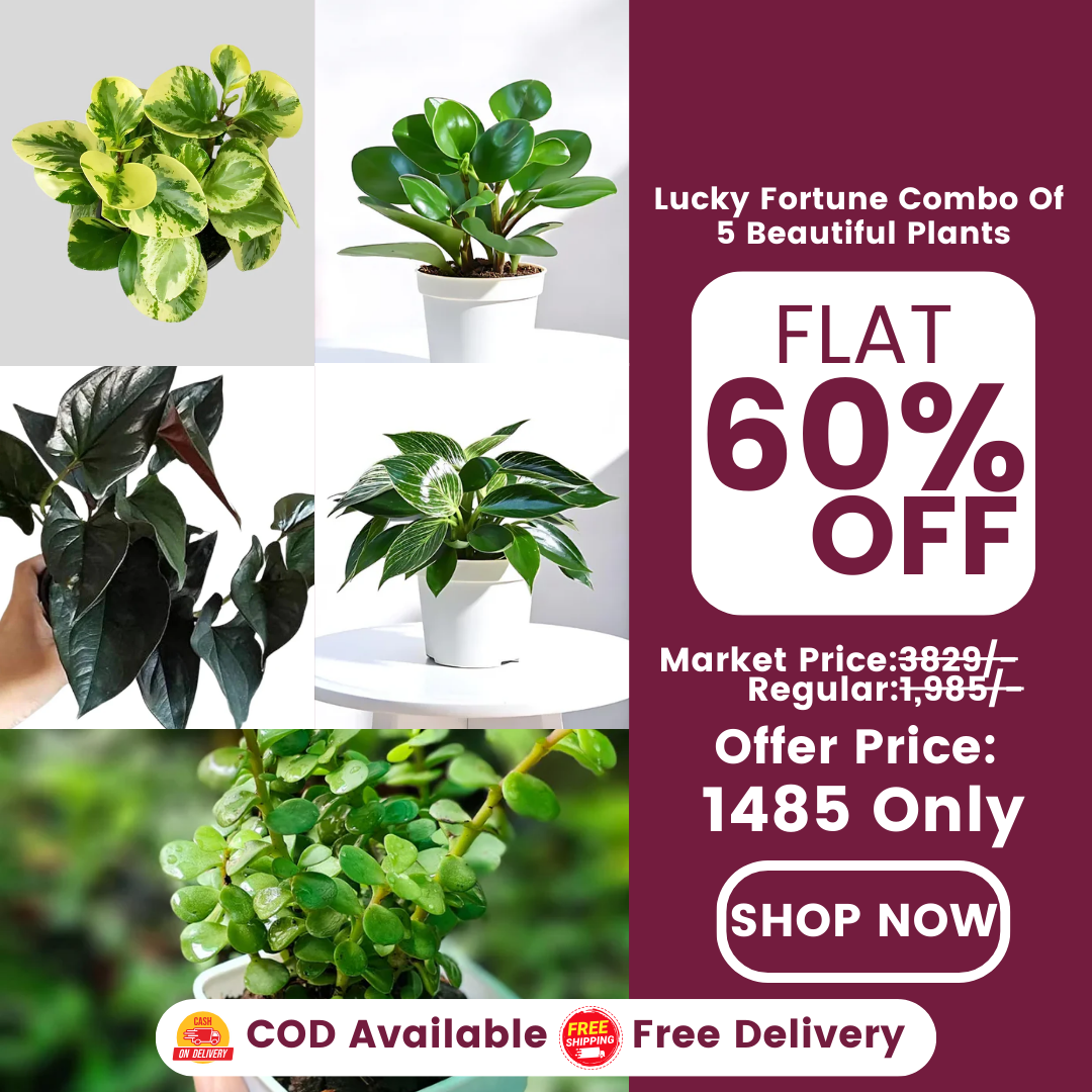 Lucky Fortune Plant Combo Of 5 Beautiful Plants