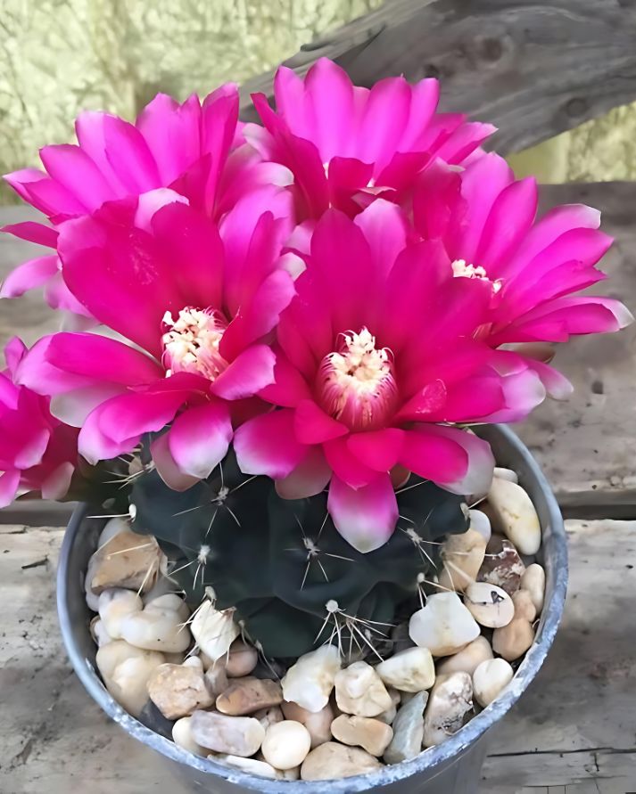 Gymnocalycium Baldianum Cactus Plant (Plant it Yourself) Bare Rooted