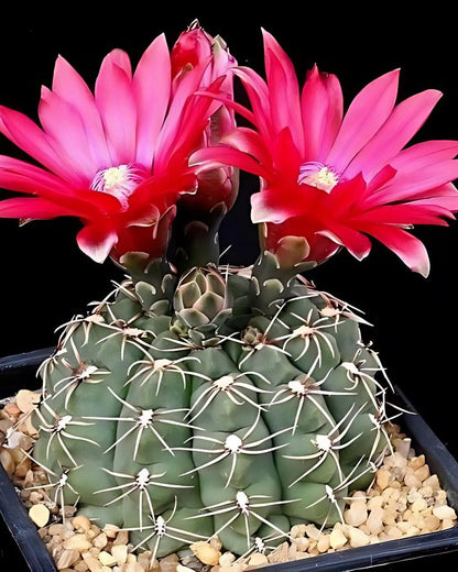 Gymnocalycium Baldianum Cactus Plant (Plant it Yourself) Bare Rooted