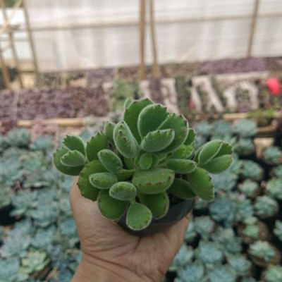 Cotyledon Pendence (Non-Variegated) Bare Rooted