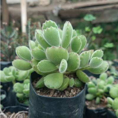 Cotyledon Pendence (Non-Variegated) Bare Rooted