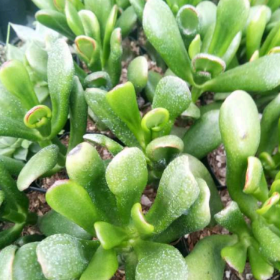 Crassula Hobbit (Bare Rooted)
