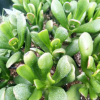 Crassula Hobbit (Bare Rooted)