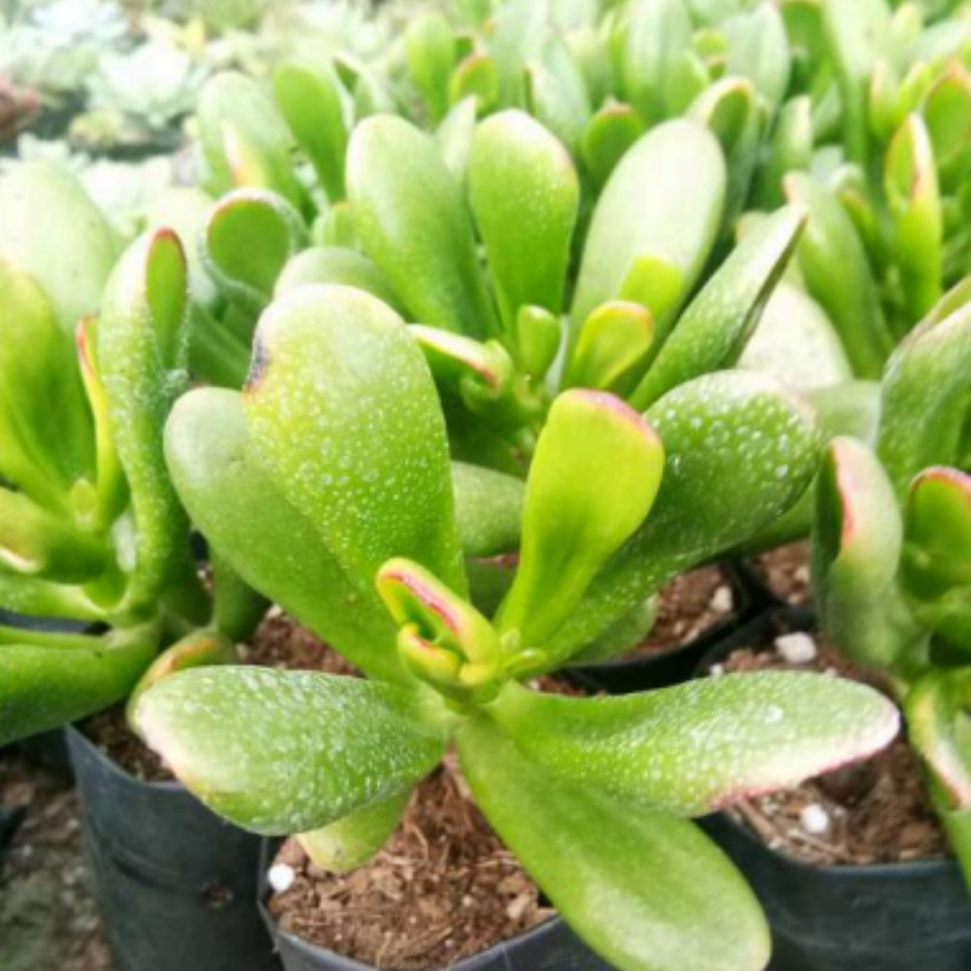Crassula Hobbit (Bare Rooted)
