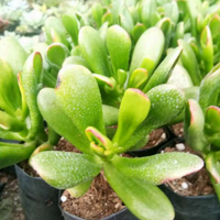 Crassula Hobbit (Bare Rooted)