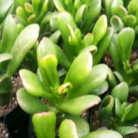 Crassula Hobbit (Bare Rooted)