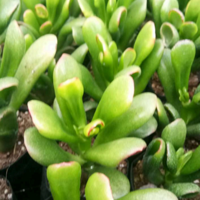 Crassula Hobbit (Bare Rooted)