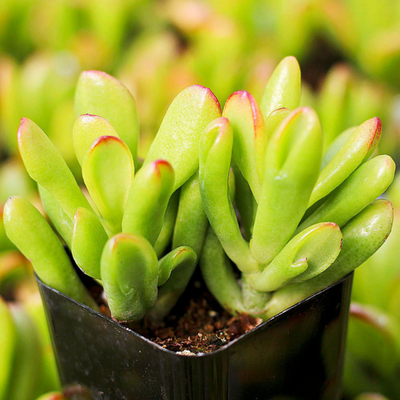 Crassula Hobbit (Bare Rooted)