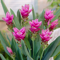 Curcuma Lily Flowering Bulbs