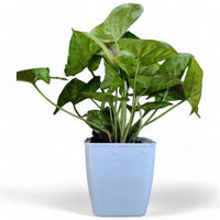 Syngonium Lime - plant store® 