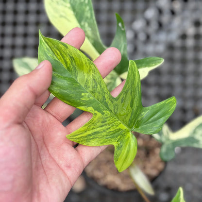 Philodendron Florida Beauty Variegated