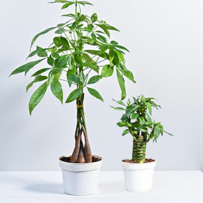 Vastu Prosperity Plants Duo