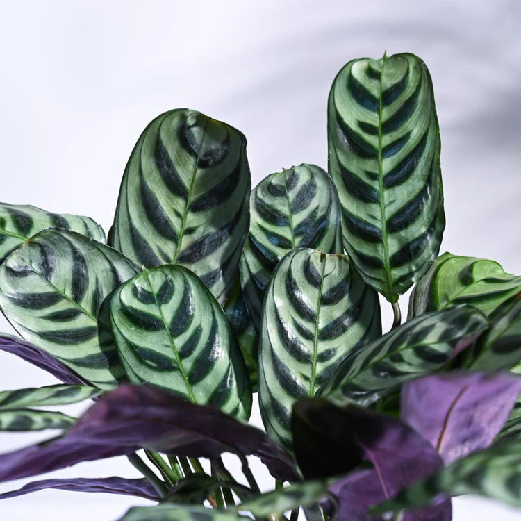 Calathea Burle Marxii