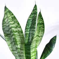 Superba Green - Snake (Sansevieria) - plant store® 
