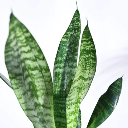 Superba Green - Snake (Sansevieria)