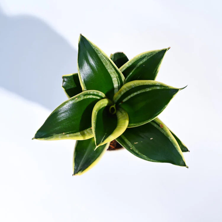 Sansevieria Trifasciata Prain (Snake Plant) Bare Rooted