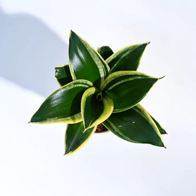 Sansevieria Trifasciata Prain Snake Plant Potted