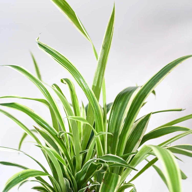 The Pure Living Plants Bundle – 5 Best Air Purifying Indoor Plants