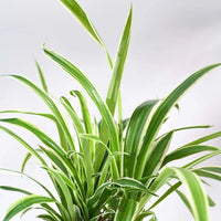 The Pure Living Plants Bundle – 5 Best Air Purifying Indoor Plants