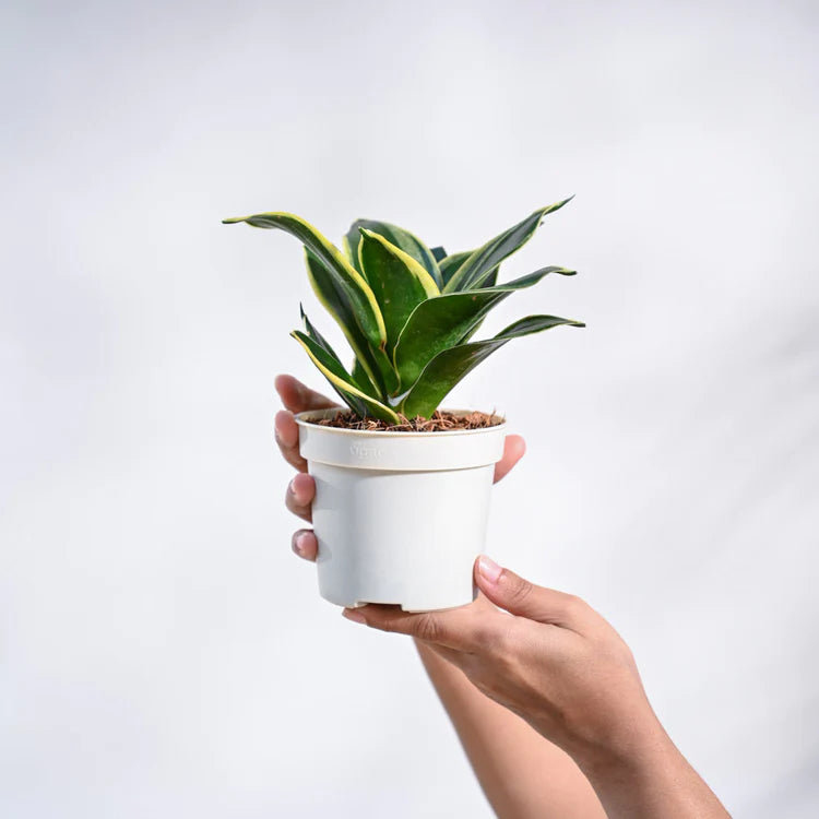 Sansevieria Trifasciata Prain (Snake Plant) Bare Rooted