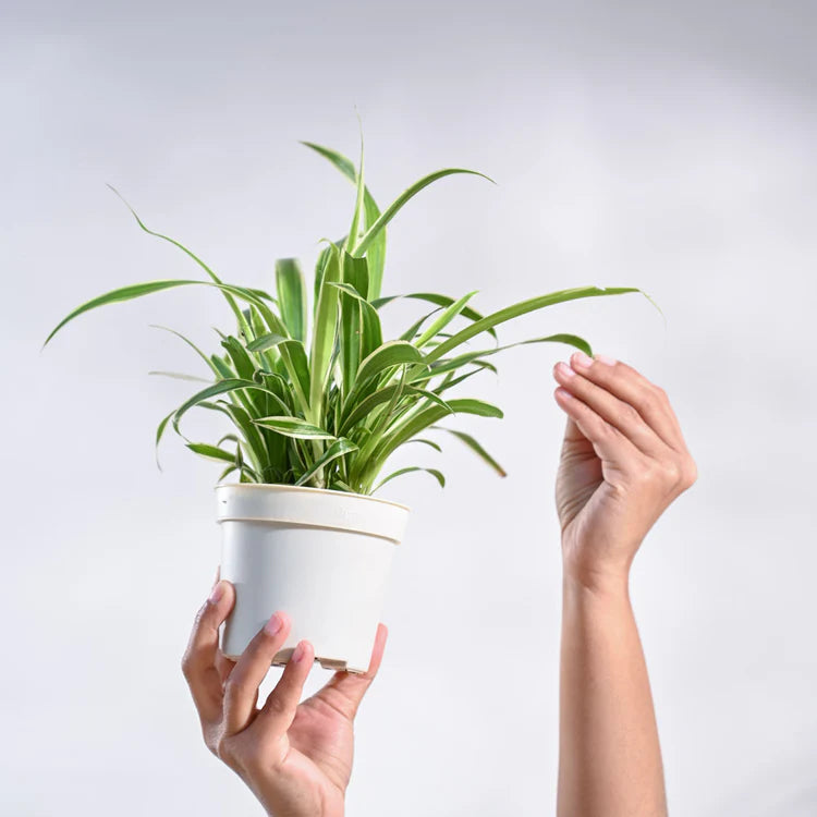 Chlorophytum Spider Plant