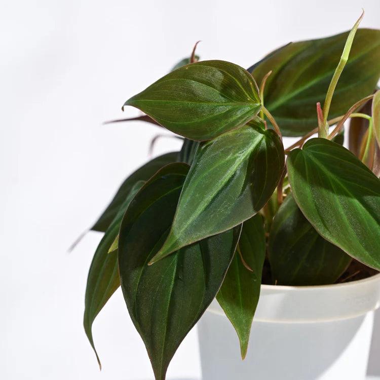 Offer of The Week Combo of 2: Green Money Plant (Epipremnum Aureum) + Philodendron Micans Velvet - plant store® 