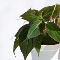 Offer of The Week Combo of 2: Green Money Plant (Epipremnum Aureum) + Philodendron Micans Velvet - plant store® 
