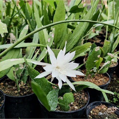 Brahma Kamal (Epiphyllum Oxypetalum) Potted