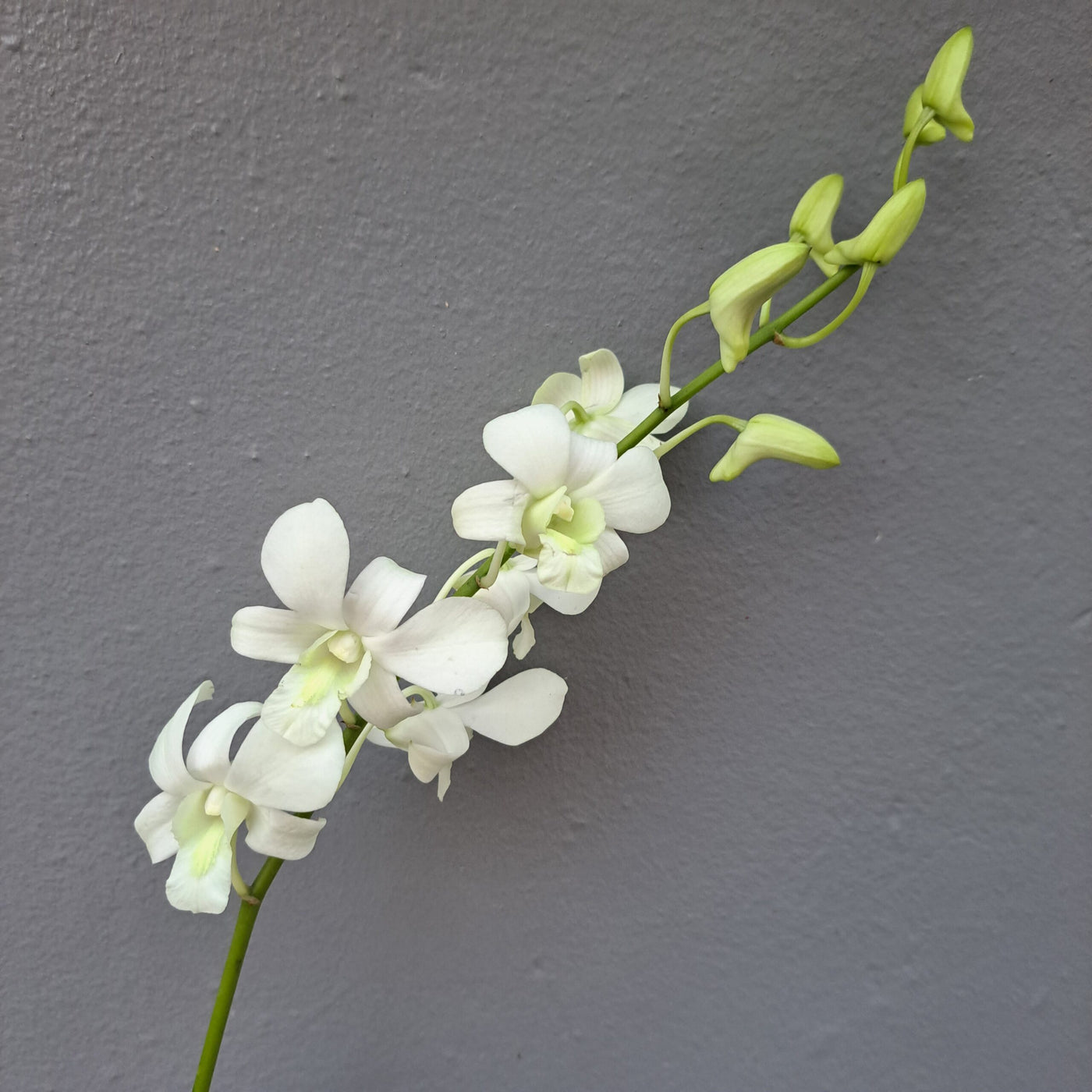 Orchid - Dendrobium Big White (Blooming Size) - plant store® 