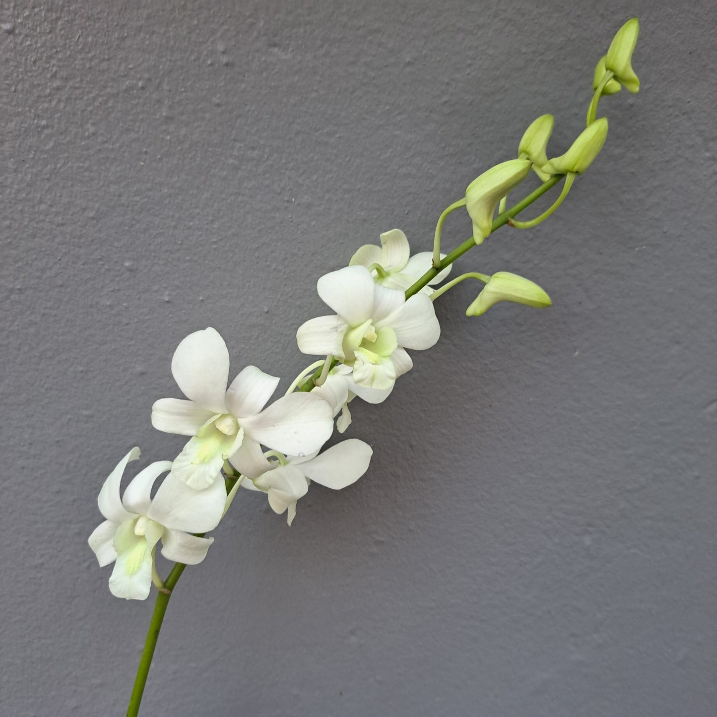 Orchid - Dendrobium Big White (Blooming Size)