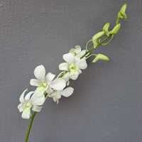 Orchid - Dendrobium Big White (Blooming Size) - plant store® 