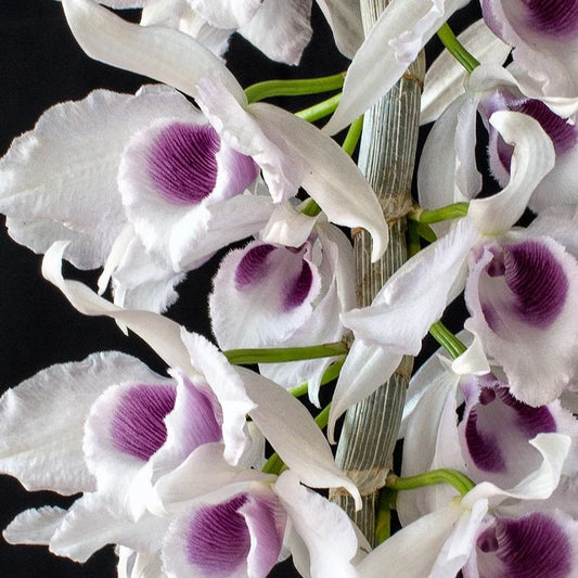 Dendrobium Nestor Semi Alba (Blooming Size)