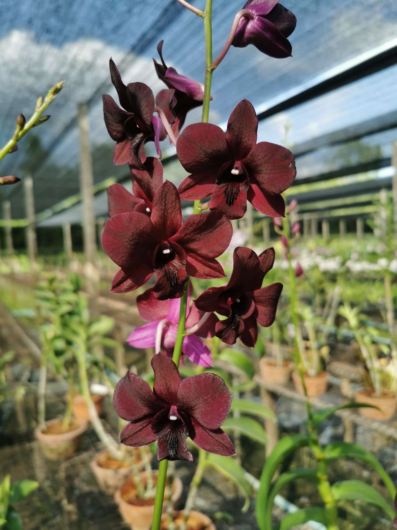 Orchid - Dendrobium Bom x Udomsri x Jack Consert (Blooming Size)