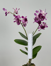 Orchid - Dendrobium Serene Chang Red (Blooming Size) - plant store® 