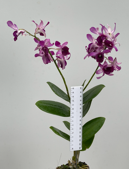 Orchid - Dendrobium Serene Chang Red (Blooming Size)